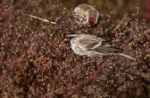carduelis_flammea_flammea_o.jpg
